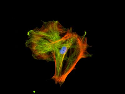 VectaFluor™ Horse Anti-Rabbit IgG, DyLight? 488 Antibody Kit, R.T.U.