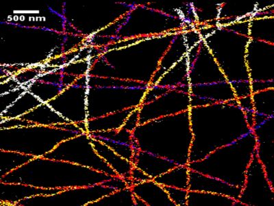 Goat Anti-Human Lambda Chain Antibody, AMCA