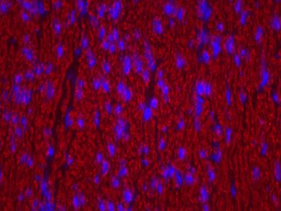 Goat Anti-Horse IgG Antibody (H+L), Biotinylated