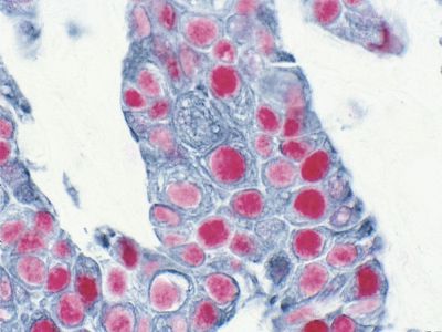 Goat Anti-Horse IgG Antibody (H+L), Biotinylated