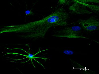 Goat Anti-Horse IgG Antibody (H+L), Biotinylated