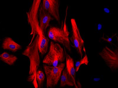 Goat Anti-Horse IgG Antibody (H+L), Biotinylated