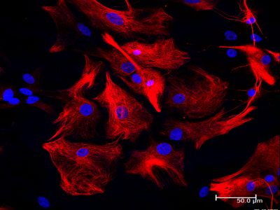 Goat Anti-Horse IgG Antibody (H+L), Biotinylated