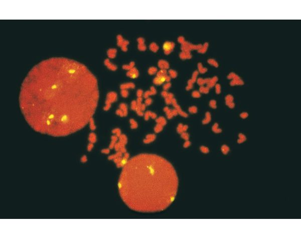 Anti-Fluorescein, Biotinylated