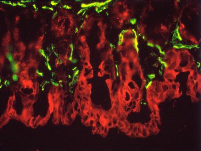 Anti-Fluorescein, Biotinylated