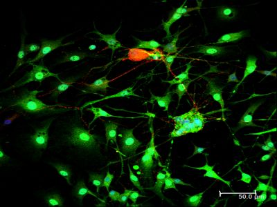 Horse Anti-Mouse IgG Antibody (H+L), Unconjugated