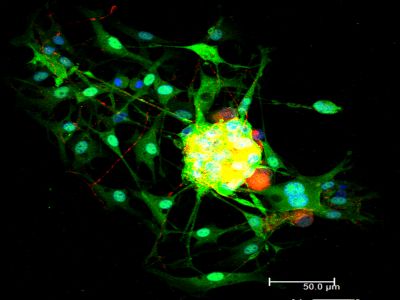 Horse Anti-Mouse IgG Antibody (H+L), Unconjugated