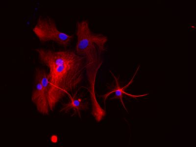 Horse Anti-Mouse IgG Antibody (H+L), Unconjugated