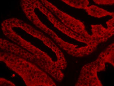 Horse Anti-Mouse IgG Antibody (H+L), Unconjugated