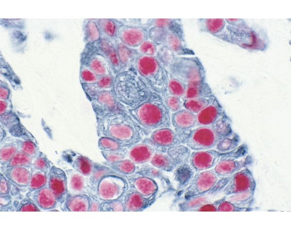 VECTASTAIN? ABC-AP Kit, Alkaline Phosphatase (Rat IgG)