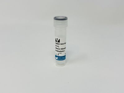 VECTASTAIN? ABC-AP Kit, Alkaline Phosphatase (Rat IgG)