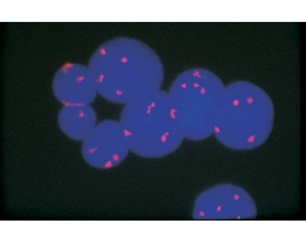 Anti-Avidin Antibody, Biotinylated