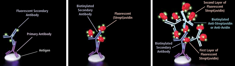 Anti-Avidin Antibody, Biotinylated