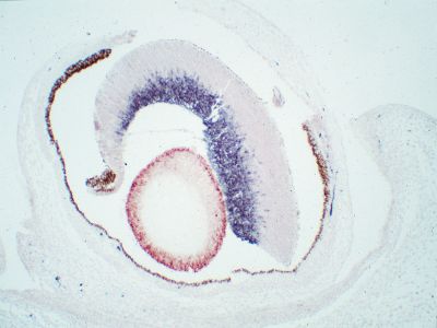 M.O.M.? (Mouse on Mouse) ImmPRESS? Polymer Reagent, Anti-Mouse IgG, Peroxidase