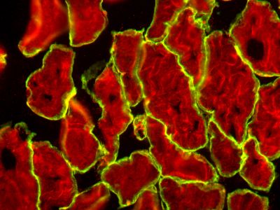 M.O.M.? (Mouse on Mouse) Biotinylated Anti-Mouse IgG Reagent