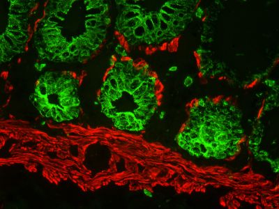 M.O.M.? (Mouse on Mouse) Immunodetection Kit, Fluorescein