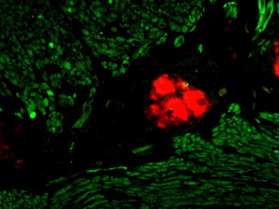 M.O.M.? (Mouse on Mouse) Immunodetection Kit, Fluorescein