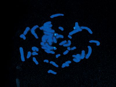 M.O.M.? (Mouse on Mouse) Immunodetection Kit, Fluorescein
