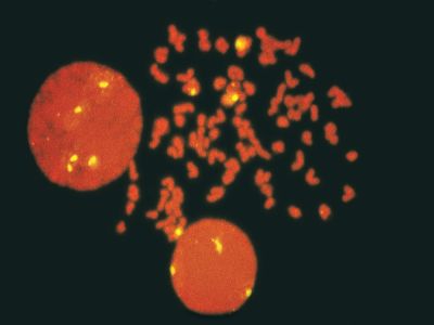 M.O.M.? (Mouse on Mouse) Immunodetection Kit, Fluorescein