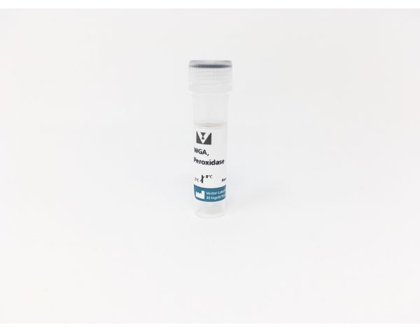 Wheat Germ Agglutinin (WGA), Peroxidase