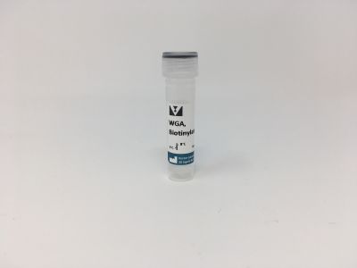 Wheat Germ Agglutinin (WGA), Peroxidase