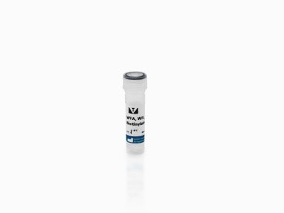 Wisteria Floribunda Lectin (WFA, WFL), Unconjugated