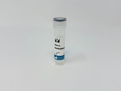 Phaseolus Vulgaris Erythroagglutinin (PHA-E), Fluorescein