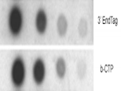 Fluorescein Maleimide