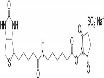 Streptavidin, Agarose