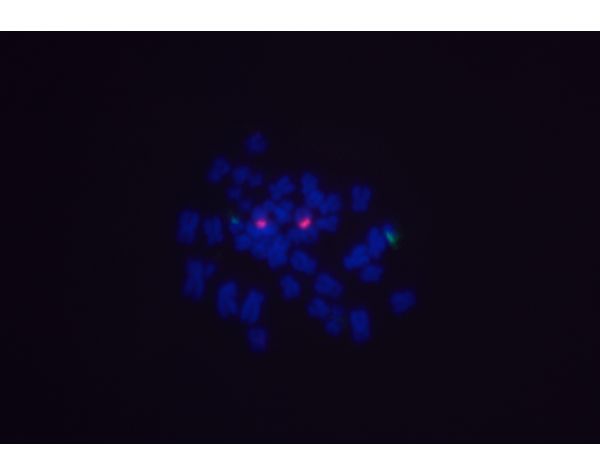 Goat Anti-Digoxigenin/Digoxin (DIG) Antibody, DyLight? 488