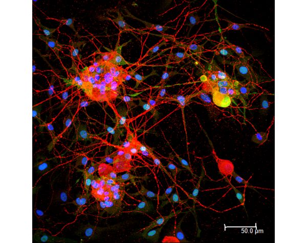 Horse Anti-Goat IgG Antibody (H+L), DyLight? 594