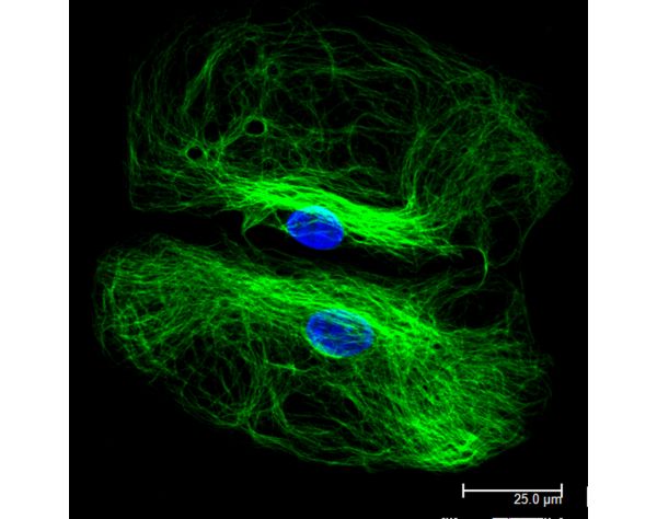 Goat Anti-Rabbit IgG Antibody (H+L), DyLight? 488