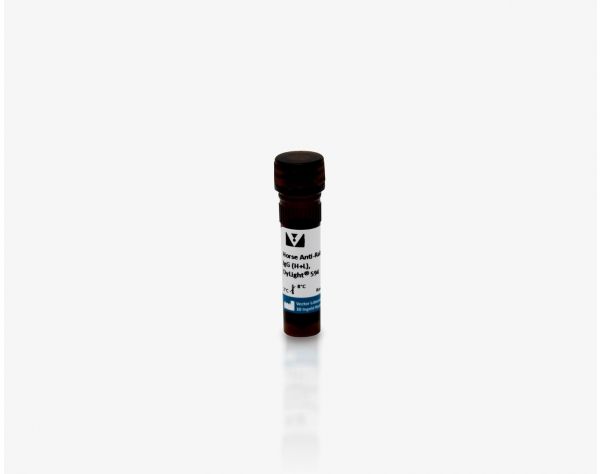 Horse Anti-Rabbit IgG Antibody (H+L), DyLight? 594