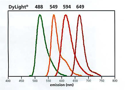 Horse Anti-Rabbit IgG Antibody (H+L), DyLight? 594