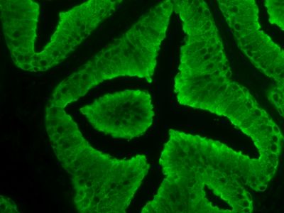 Goat Anti-Rabbit IgG Antibody (H+L), AMCA