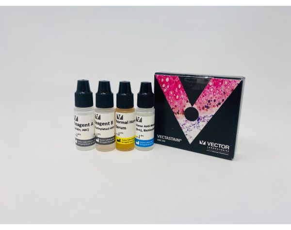 VECTASTAIN? ABC-HRP Kit, Peroxidase (Mouse IgG)