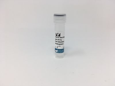VECTASTAIN? ABC-HRP Kit, Peroxidase (Mouse IgG)