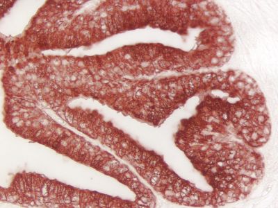 VECTASTAIN? ABC-HRP Kit, Peroxidase (Mouse IgG)