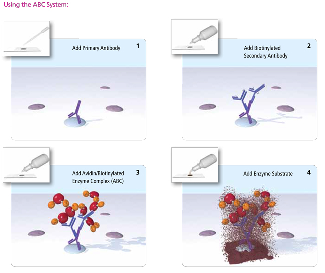 VECTASTAIN? ABC-HRP Kit, Peroxidase (Mouse IgG)