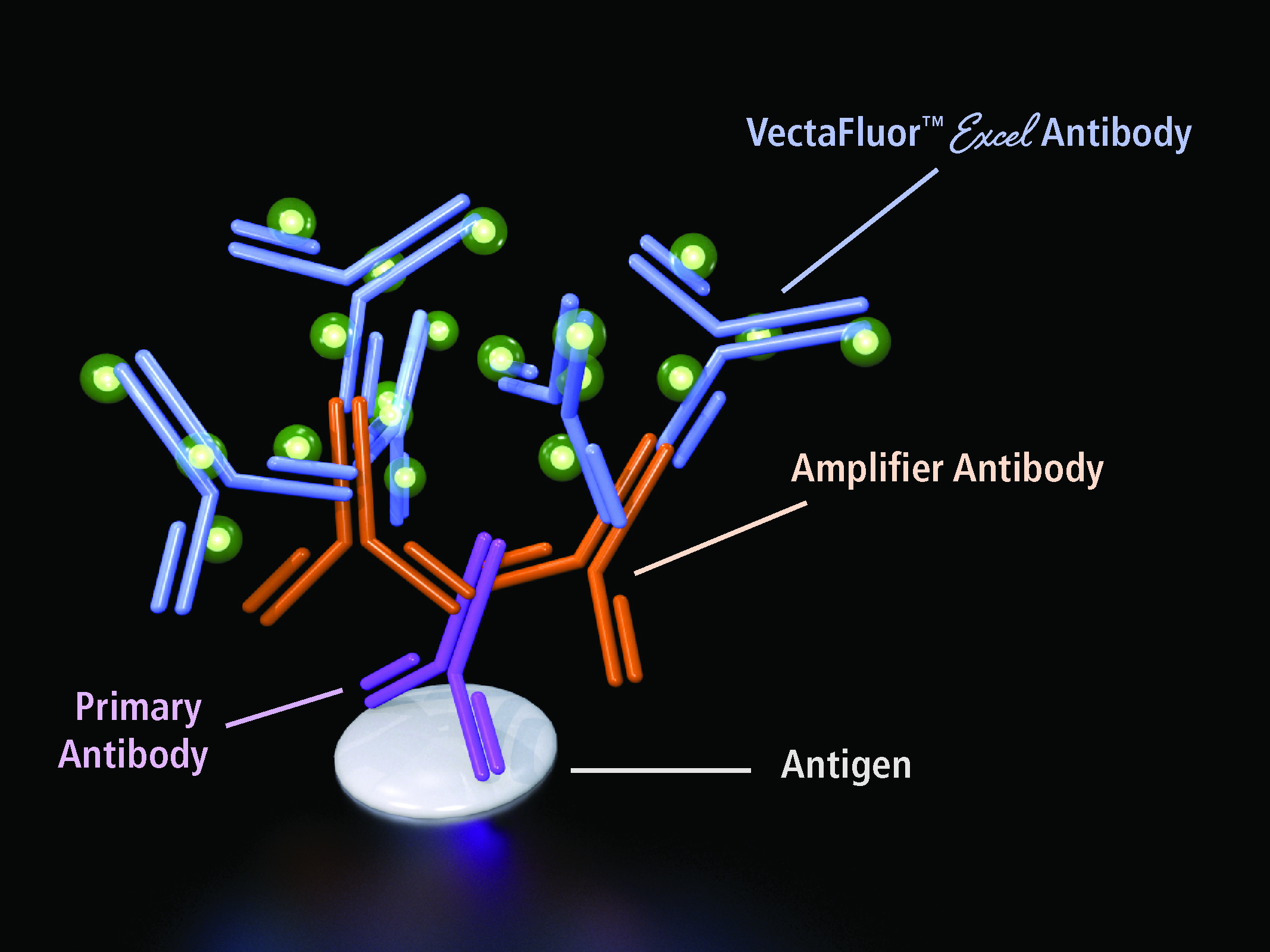 VectaFluor™ Excel Amplified Anti-Mouse IgG, DyLight? 594 Antibody Kit