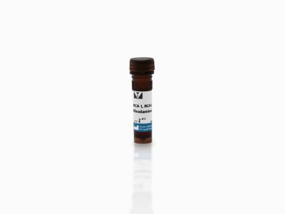 Ricinus Communis Agglutinin I (RCA I, RCA120), Unconjugated