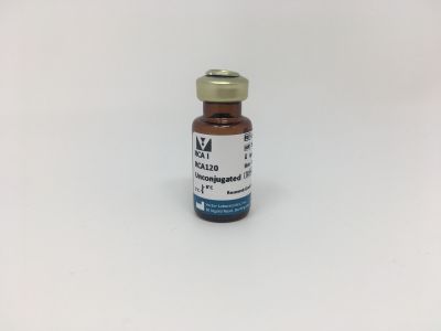 Ricinus Communis Agglutinin I (RCA I, RCA120), Rhodamine