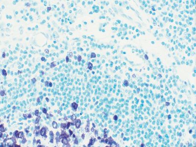 Hematoxylin Counterstain