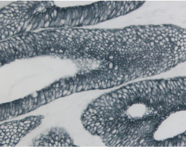 Vector? SG Substrate Kit, Peroxidase (HRP)