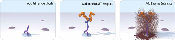 ImmPRESS? HRP Horse Anti-Mouse IgG, Rat adsorbed Polymer Detection Kit, Peroxidase