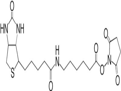 QuantTag Biotin Quantitation Kit