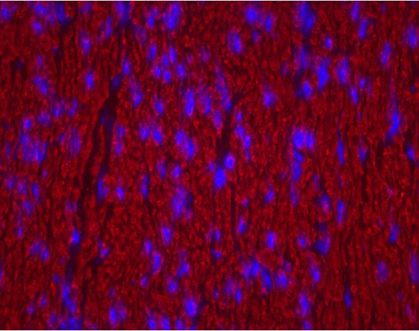 Texas Red? Avidin DCS, Cell Sorting Grade