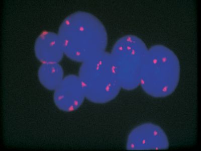 Texas Red? Avidin DCS, Cell Sorting Grade