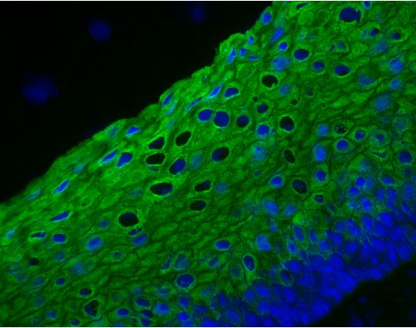 VectaFluor™ Excel Amplified Anti-Rabbit IgG, DyLight? 488 Antibody Kit