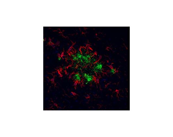 Goat Anti-Rabbit IgG Antibody (H+L), DyLight? 594